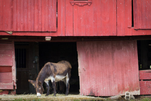red_barn_donkey-_web.jpg